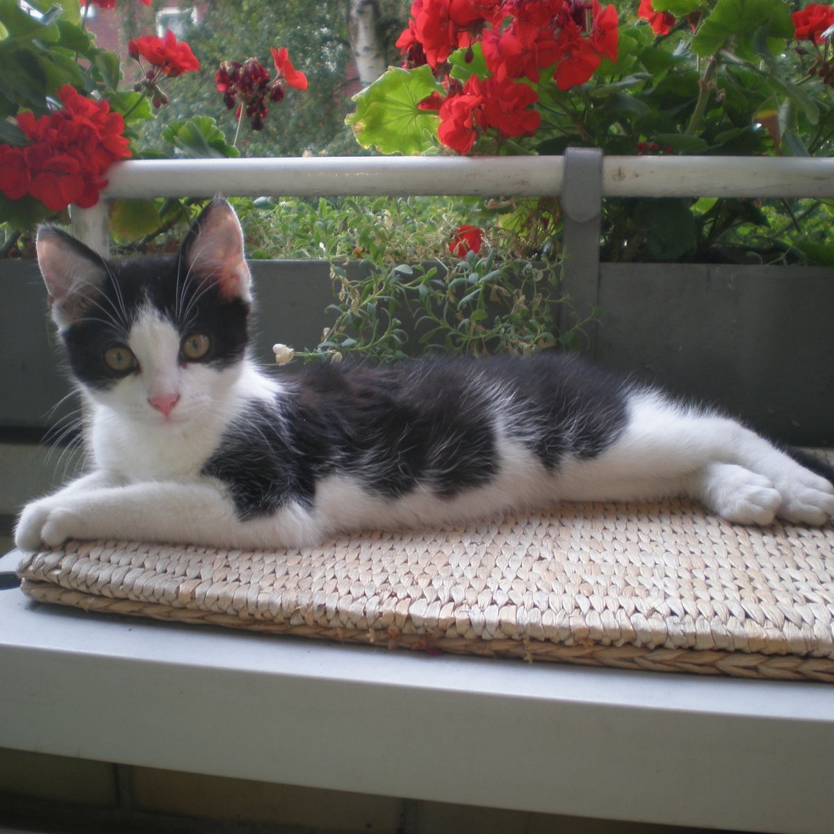 Mobile Katzenbetreuung Heike Tenfelde