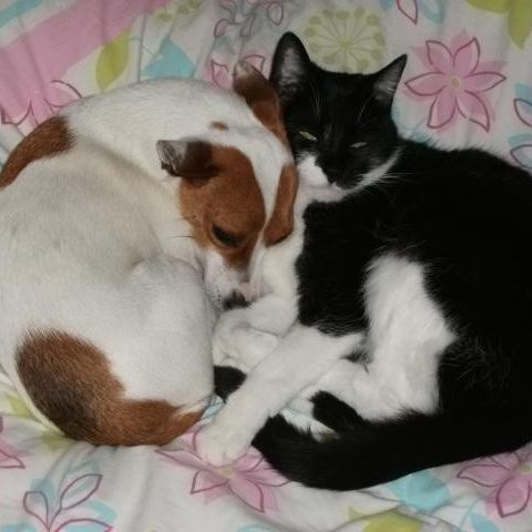 HundKatzHaus - Gassiservice Hundebetreuung Katzensitting Andrea Böhm