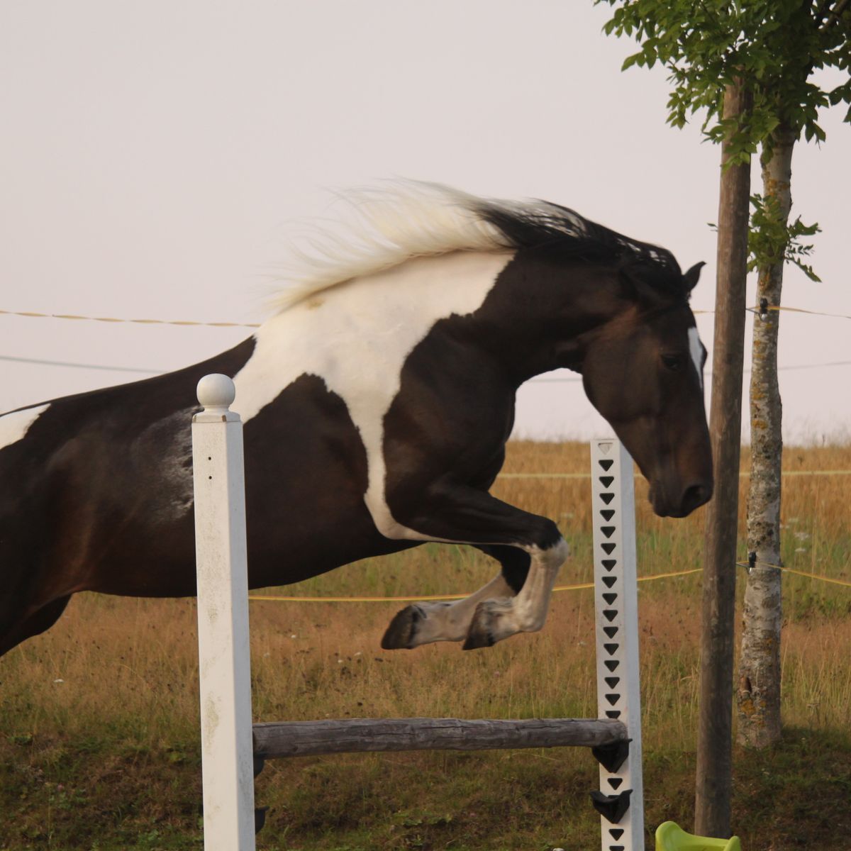 Dipl.Pferdetherapeutin Pferdetraining