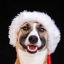 Ihr Hundefriseur Schnipp & Schnapp